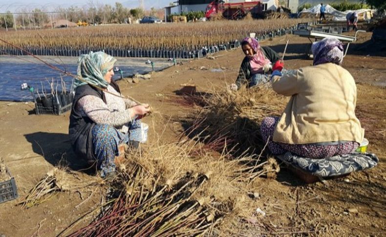 Fidan yetiştirmekte zorlanıyorlar