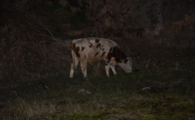 Firar eden danalar caddeye çıktı