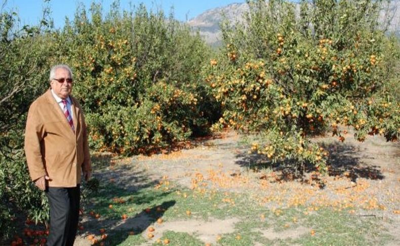 Firtinada 90 Ton Mandalina Zarar Gördü
