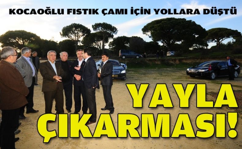 Fıstık çamı için yollara düştü