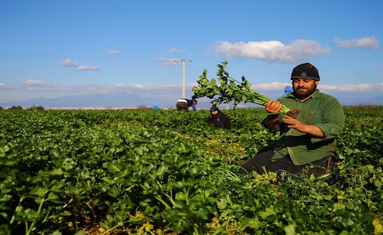 Fiyatı üreticisinin yüzünü güldürdü.. Kereviz bereketi!