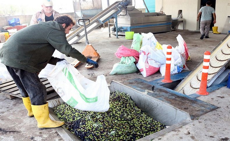 Foça'da zeytin sıkımı başladı