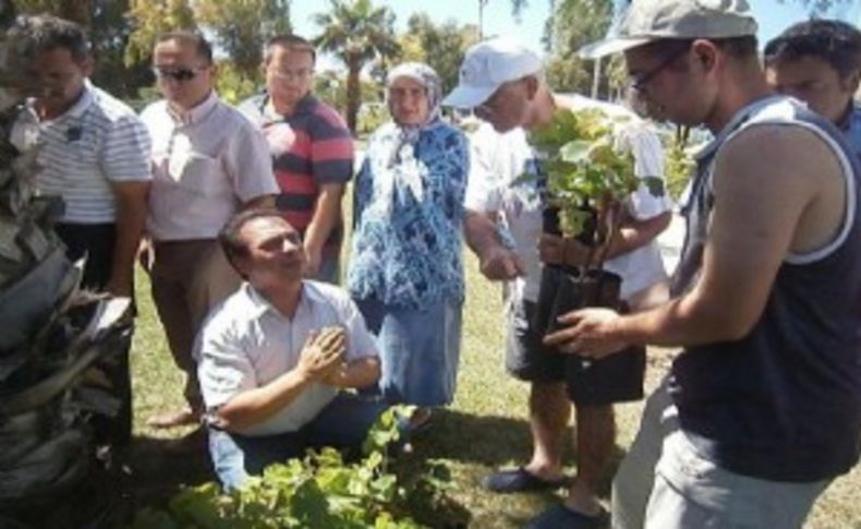 Üç bin yıllık Foça karası yeniden hayat buluyor