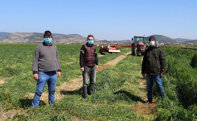 Foçalı çiftçi, hem ekim, hem de hasat için tarlada