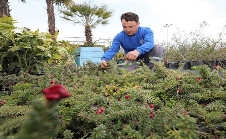 Gaziemir'de çim yerine renkli çalı