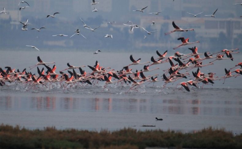 Gediz Deltası'nda kış kuşları kayıt altına alınıyor