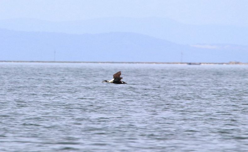 Gediz Deltası’nın 297’nci kuş türü 'pufla'