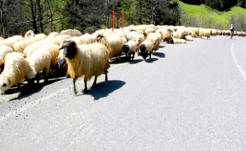 Giresun yaylaları şenleniyor