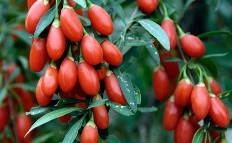 Goji Berry Urla topraklarında hayat bulacak