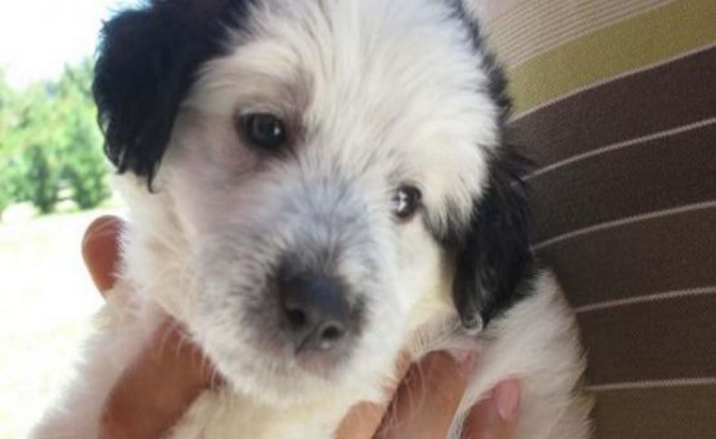 Gözleri görmeyen köpeği otoyola bıraktılar
