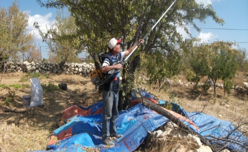 Gülnar’da badem fiyatları üreticinin yüzünü güldürdü