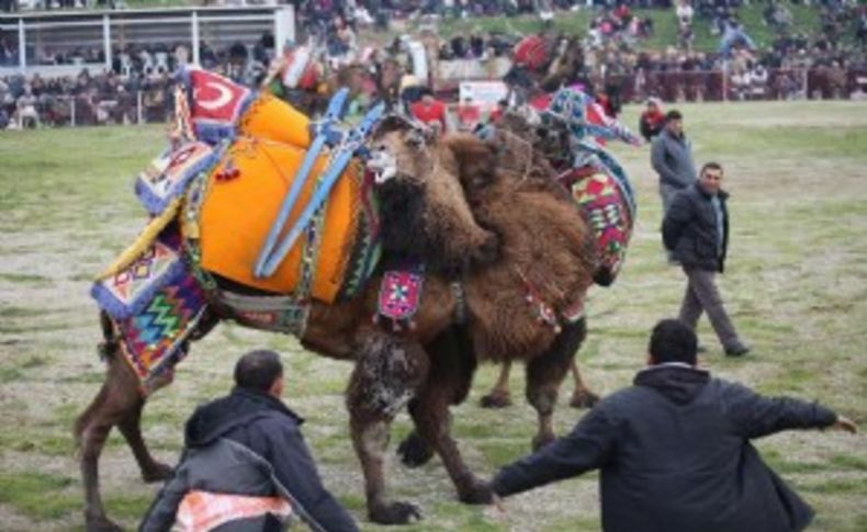 Deve güreşi sevenlerden yasak tepkisi