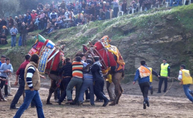 Güreşçi develere yeni isimler; 'Muhteşem Süleyman' ve 'Pargalı'