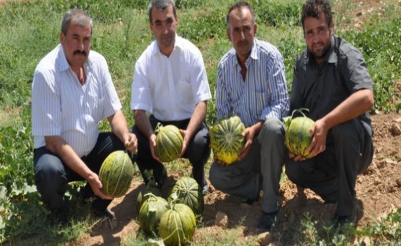 Hacıbekir kavunu Şereflikoçhisar adına tescillenecek