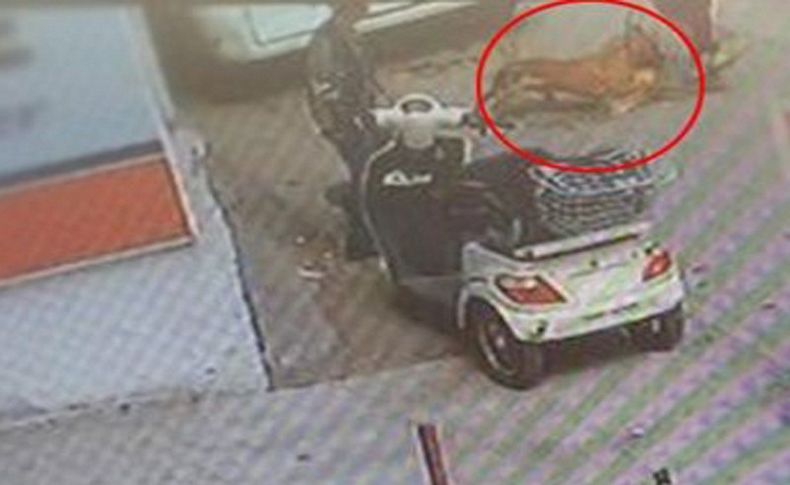 Hamile kediyi pitbulla parçalattılar