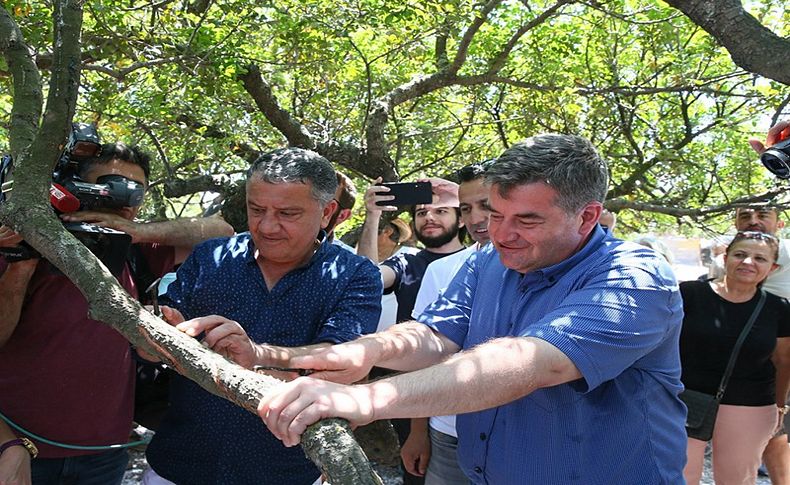 Hasadın 'ilk çizikleri' atıldı, Çeşme'den sakız damlıyor