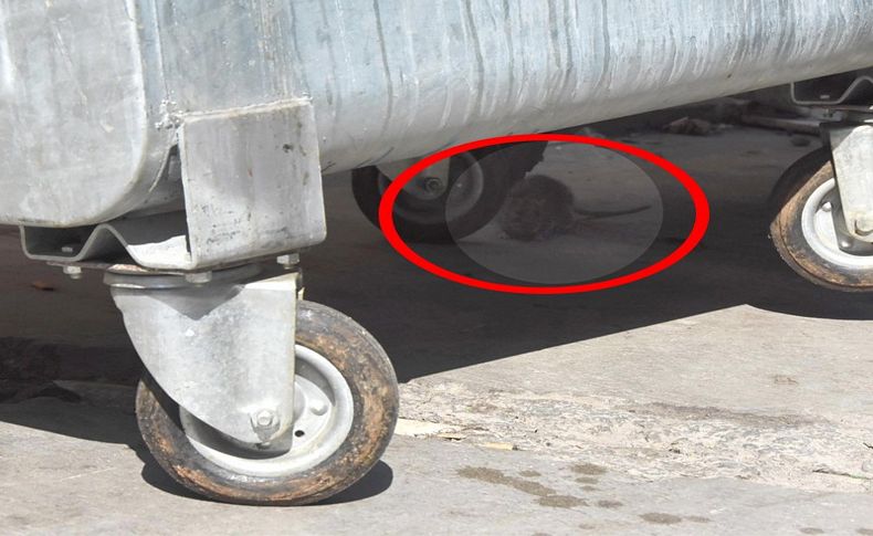 Hastane bahçesinde fare paniği