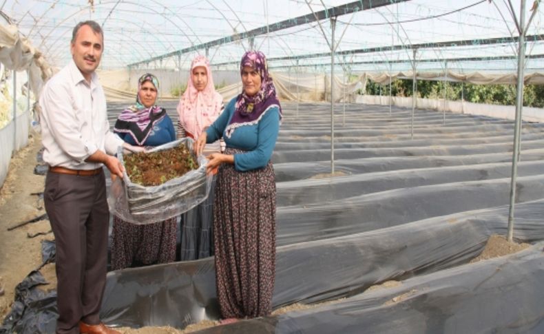 Hatay'da 14 çiftçiye 120 bin çilek fidesi dağıtıldı