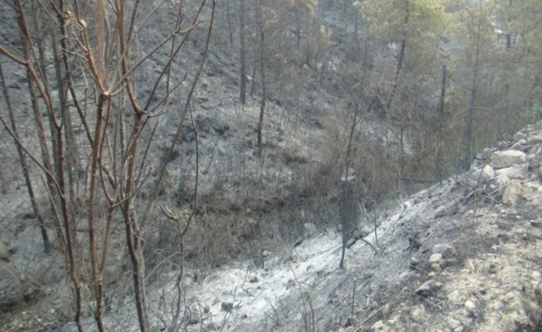 Hatay'da orman yangını sürüyor: 100 hektarlık alan zarar gördü