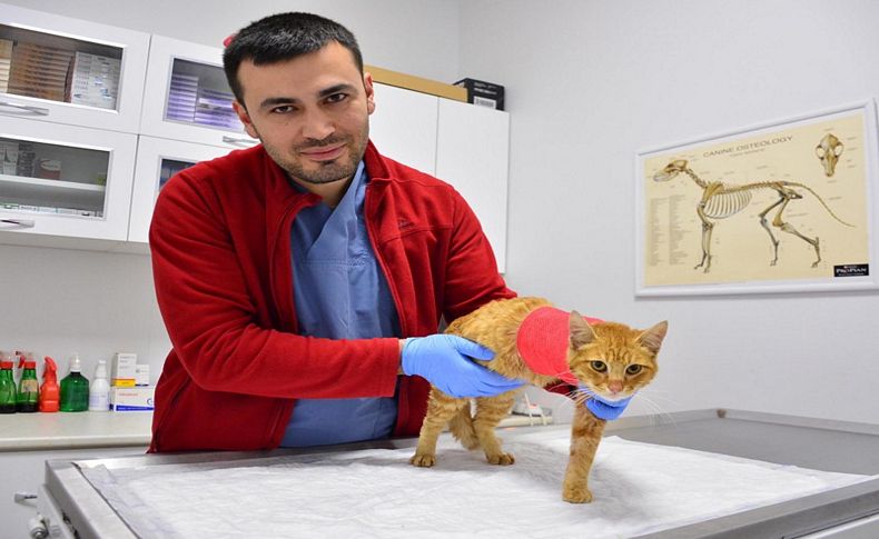 Vicdansızlar! Havalı tüfekle kediyi vurdular