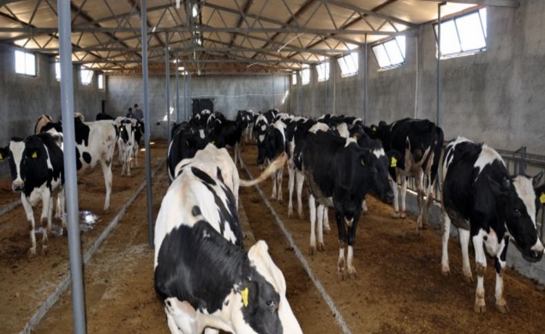 Hayvancılık desteği kapsamında 40 aileye 240 düve dağıtıldı
