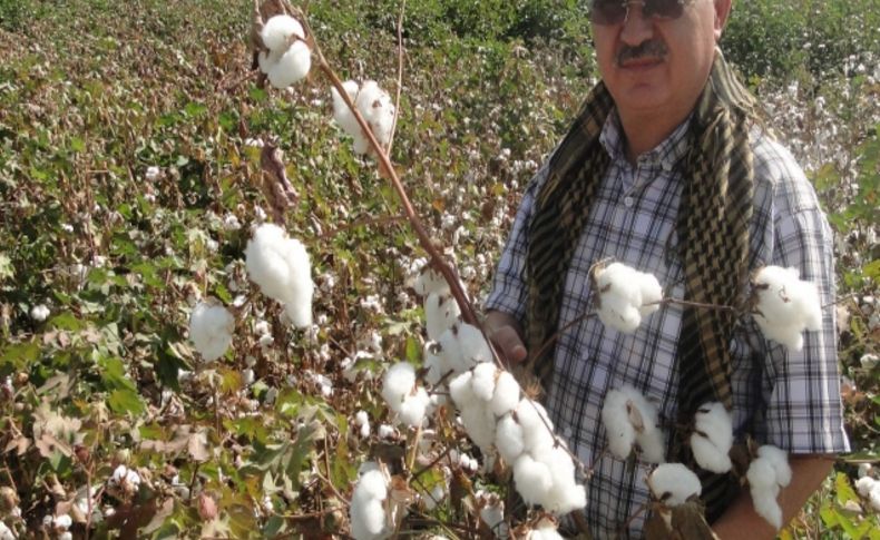 Hayvansal sıvı gübrenin pamukta verimi artırdığı tespit edildi