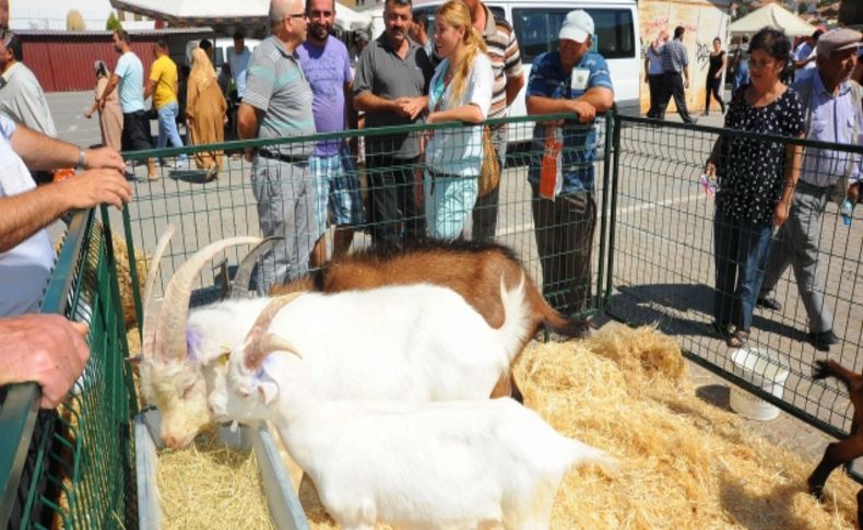 Her köylü kadına 25 keçi ve bir teke