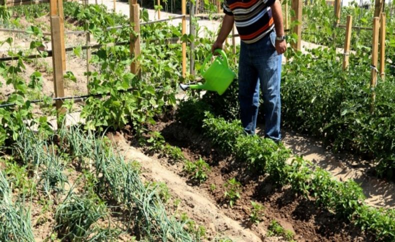 Hobi bahçelerinde ilk ürünler alınmaya başladı