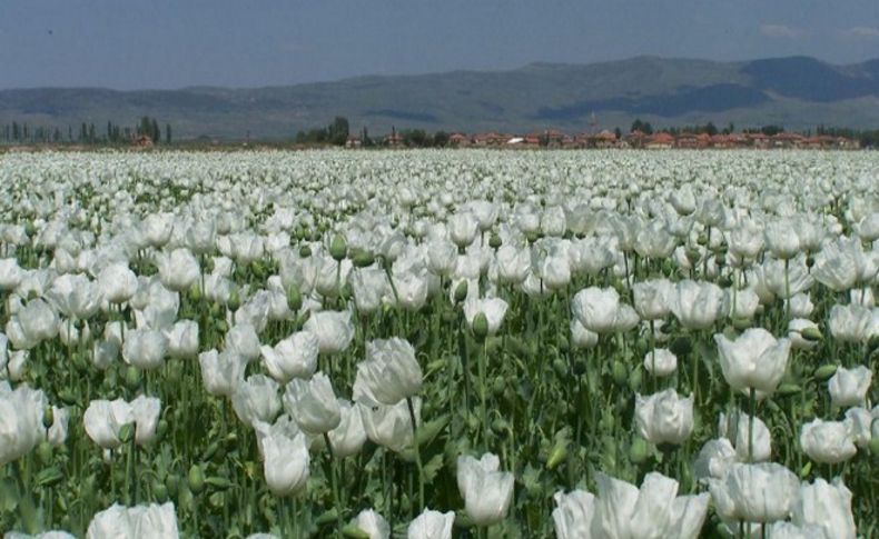 Hububat ihracatı yüz güldürdü