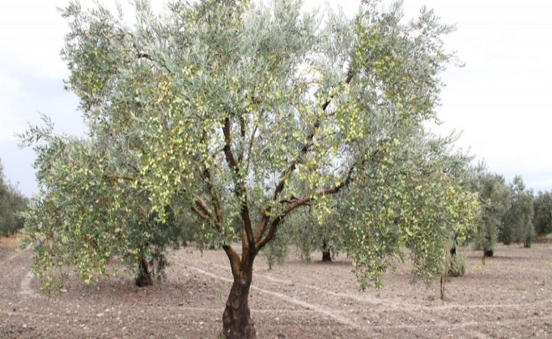 Hükümetten kendi eliyle diktiği zeytin ağaçlarını korumasını bekliyoruz