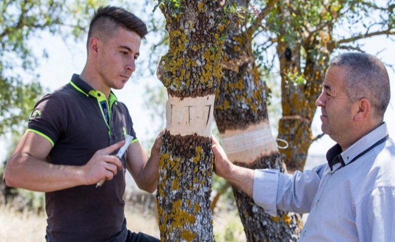 Çitlembikler fıstık olacak