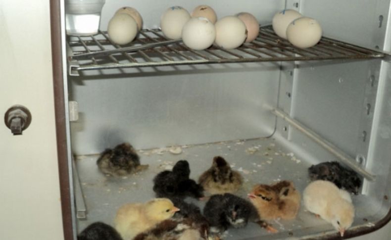 İlkokul öğrencileri laboratuvarda civcivin yumurtadan çıkmasını gözlemledi