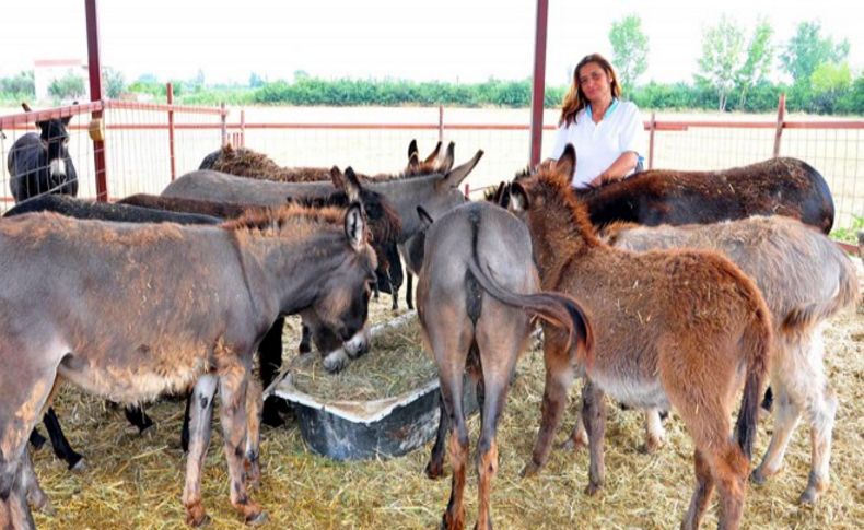 İnternetten eşek sütü satıyor