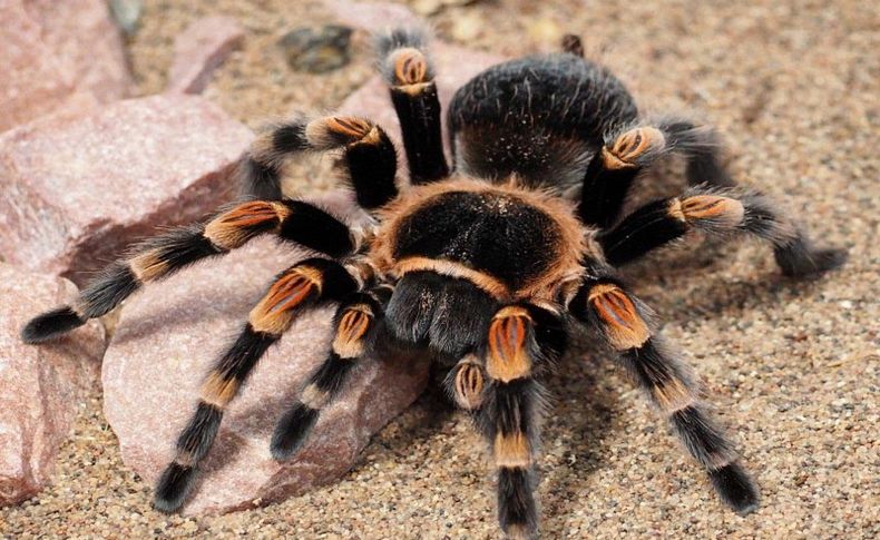 İnternetten tarantula satışı