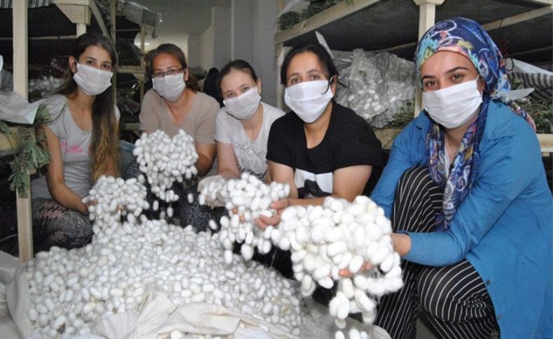 İpek böceği yetiştiricilerinde ilk hasat heyecanı