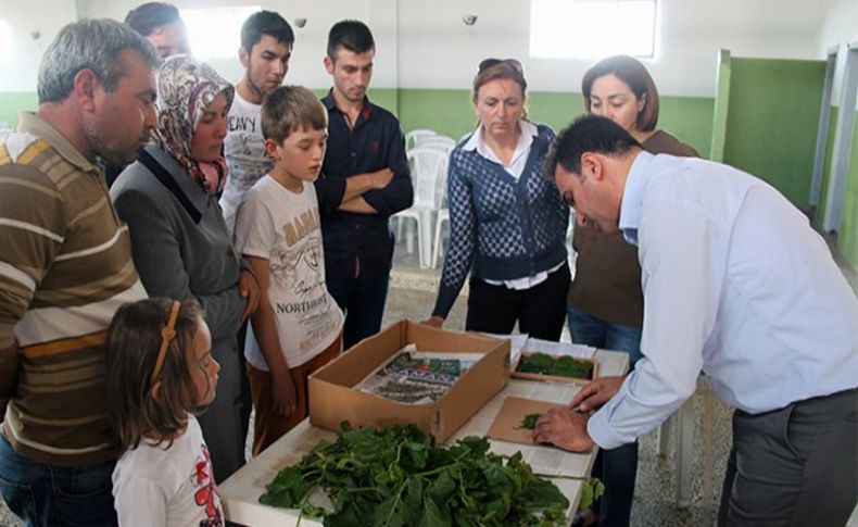 Bergama'da ipekböcekçiliği üretimi başladı