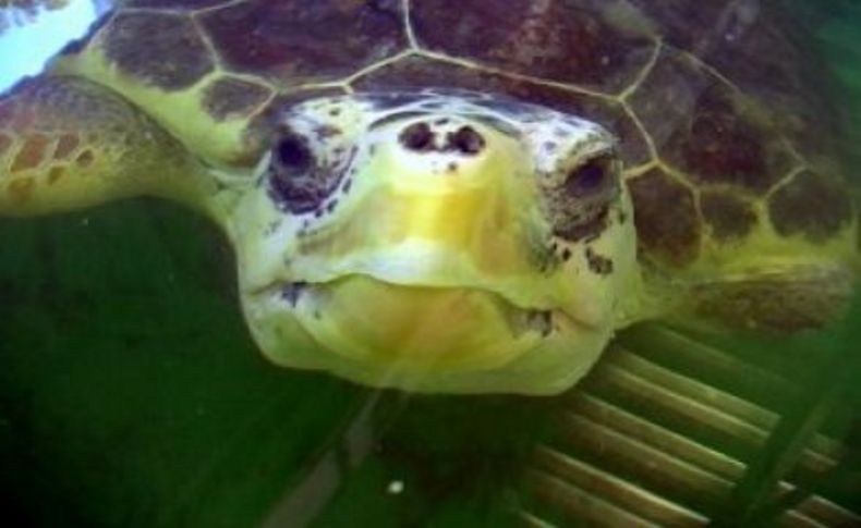 Isırmaya başlayınca caretta caretta beslemek yasaklandı