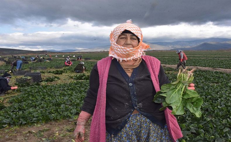 Ispanak tahtını geri alıyor