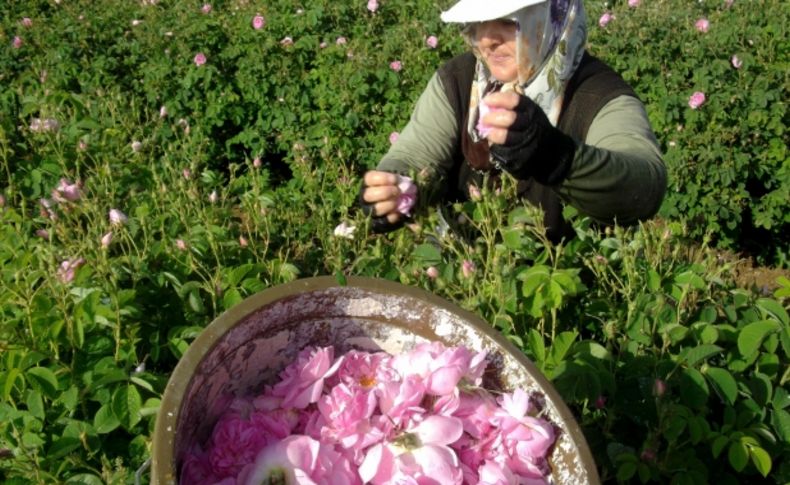 Isparta'da güller erken açtı, rekolte artışı bekleniyor