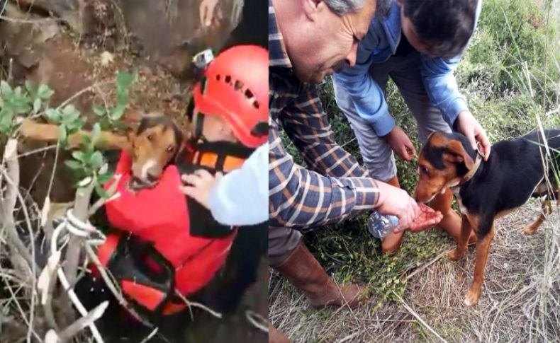 İtfaiye ekipleri mahsur kalan köpeğe umut oldu