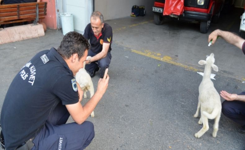 İtfaiyecilere kuzu terapisi!