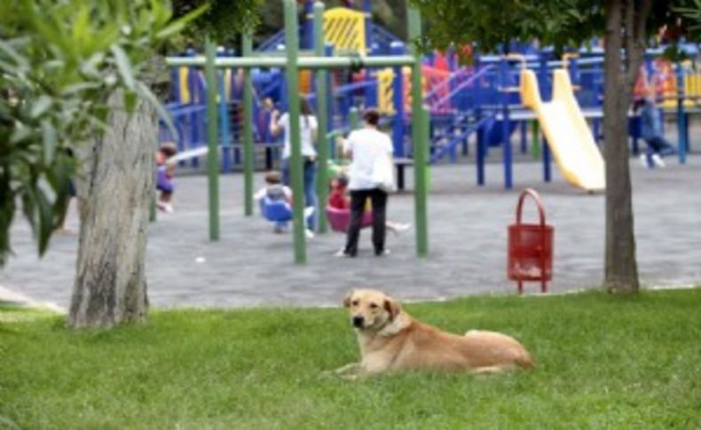 Bornova’da köpeklere zehirli saldırı