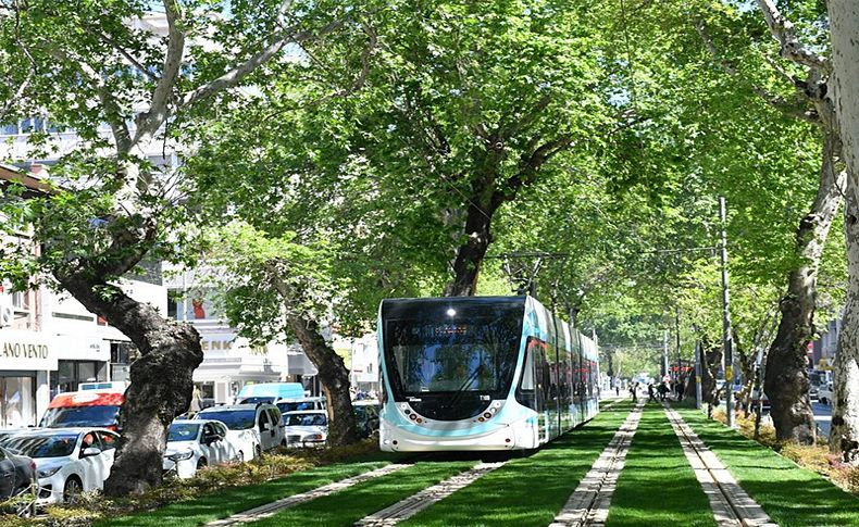 Asırlık çınarlar koruma altında
