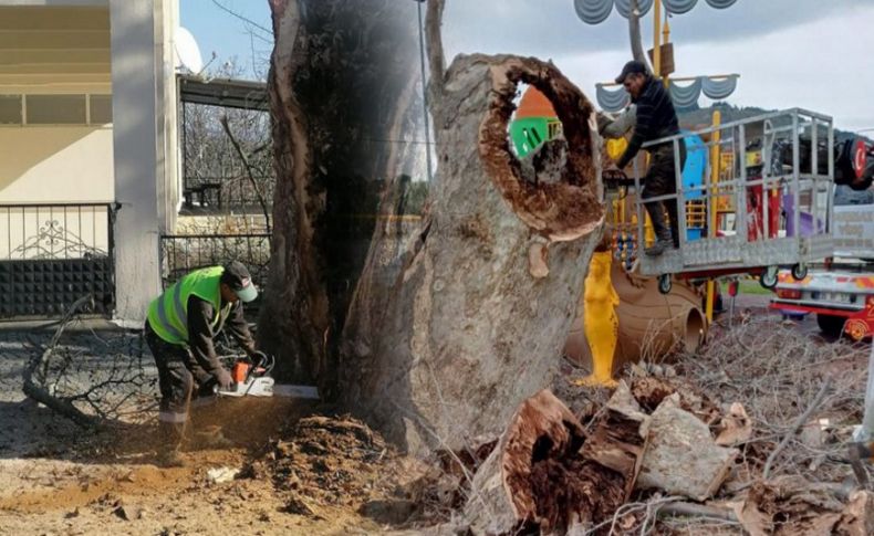 İzmir Büyükşehir Belediyesi’nden anıt ağaçlara gençlik aşısı