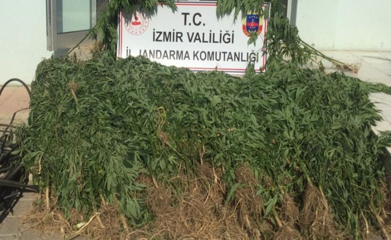 İzmir'de 3 bin 210 kök Hint keneviri ele geçirildi