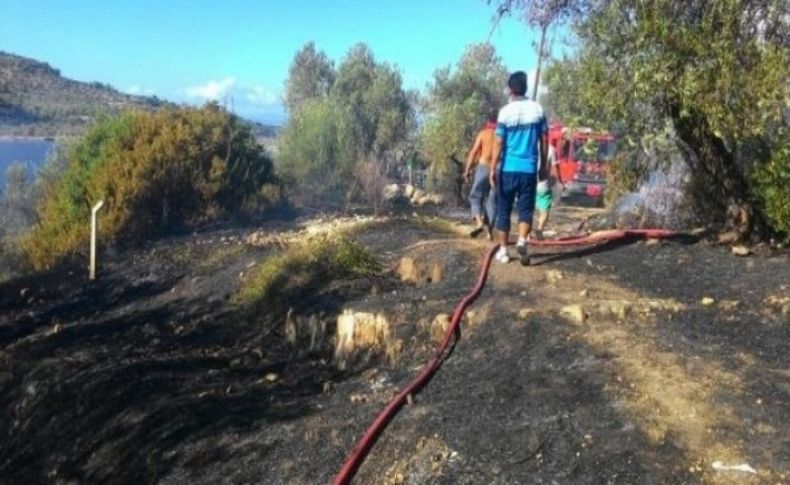 İzmir'de 7 dönümlük zeytinlik alan yandı