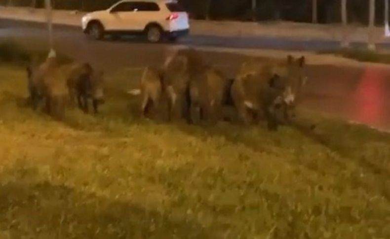 İzmir'de aç kalan domuzlar kente indi