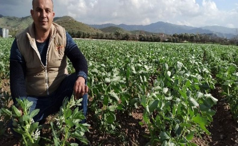 İzmir'de bakla ve bezelye çiçek açtı