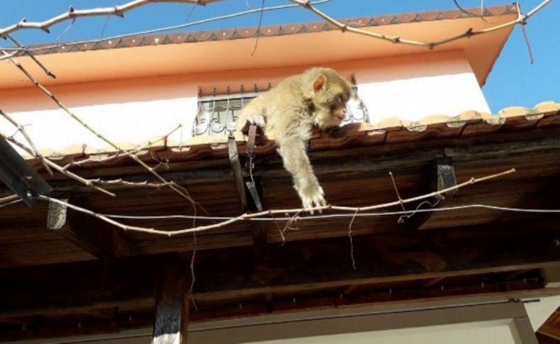 İzmir'de başı boş gezen maymun görenleri şaşırttı