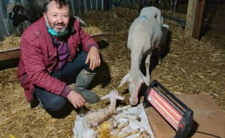 İzmir'de bir koyun dördüz doğurdu